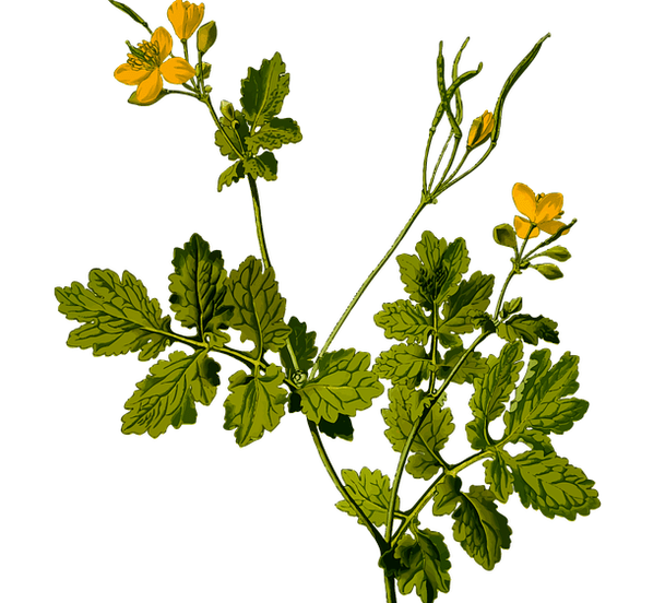 herbal medicine to relieve testicular pain in men